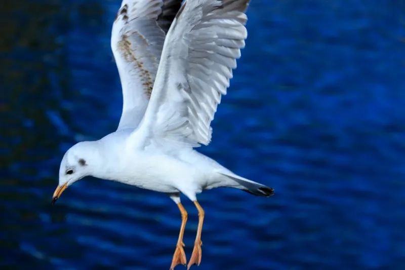 昆明滇池国家旅游度假区管理委员会(微信)