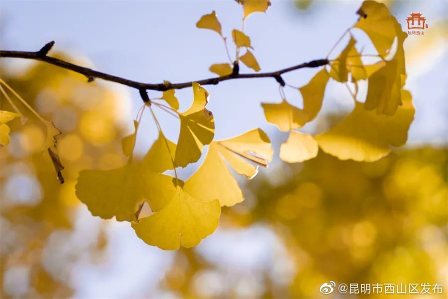 “昆明市西山区发布”微博