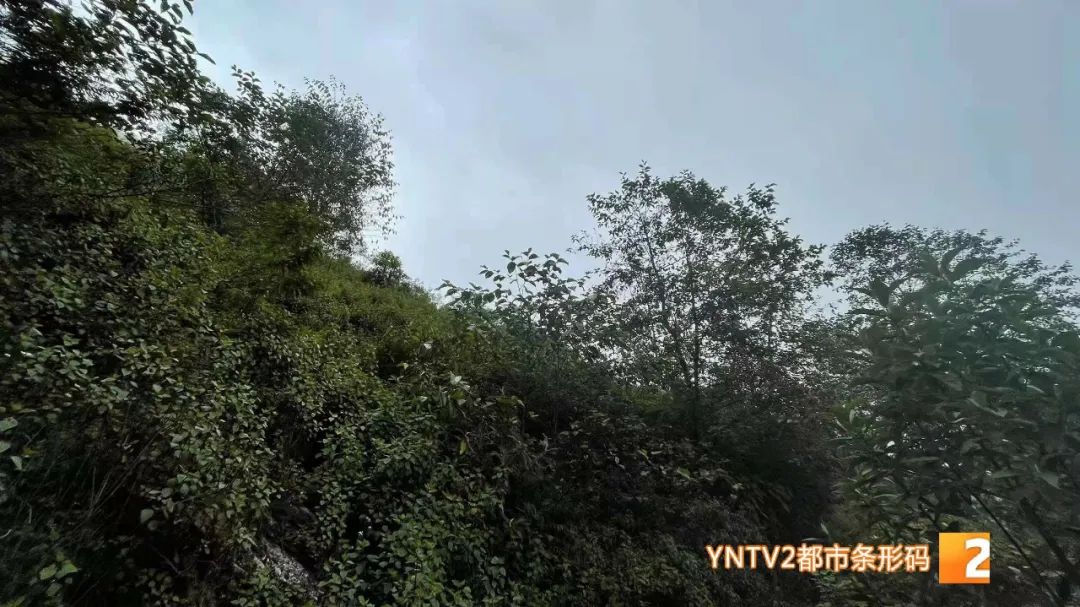 昆明信息港/cnkmxxg