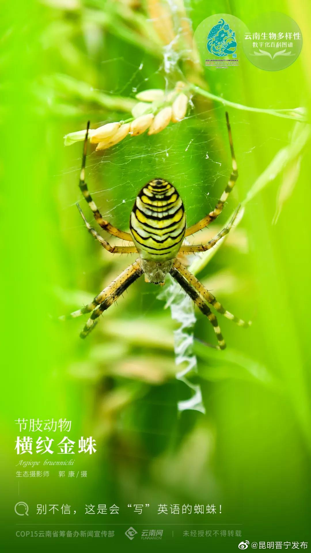 云南生物多样性数字化百科图谱