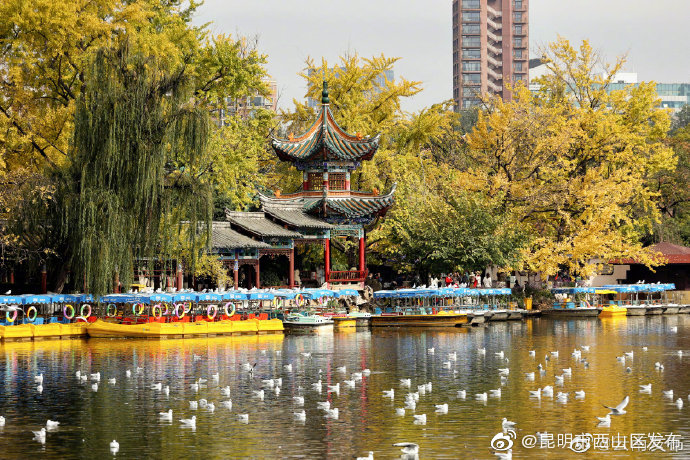 “昆明市西山区发布”微博