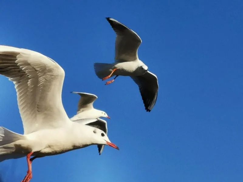 昆明滇池国家旅游度假区管理委员会(微信)