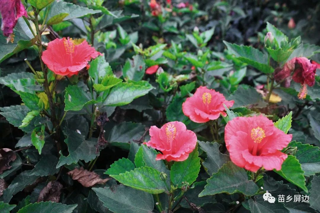 红河文旅