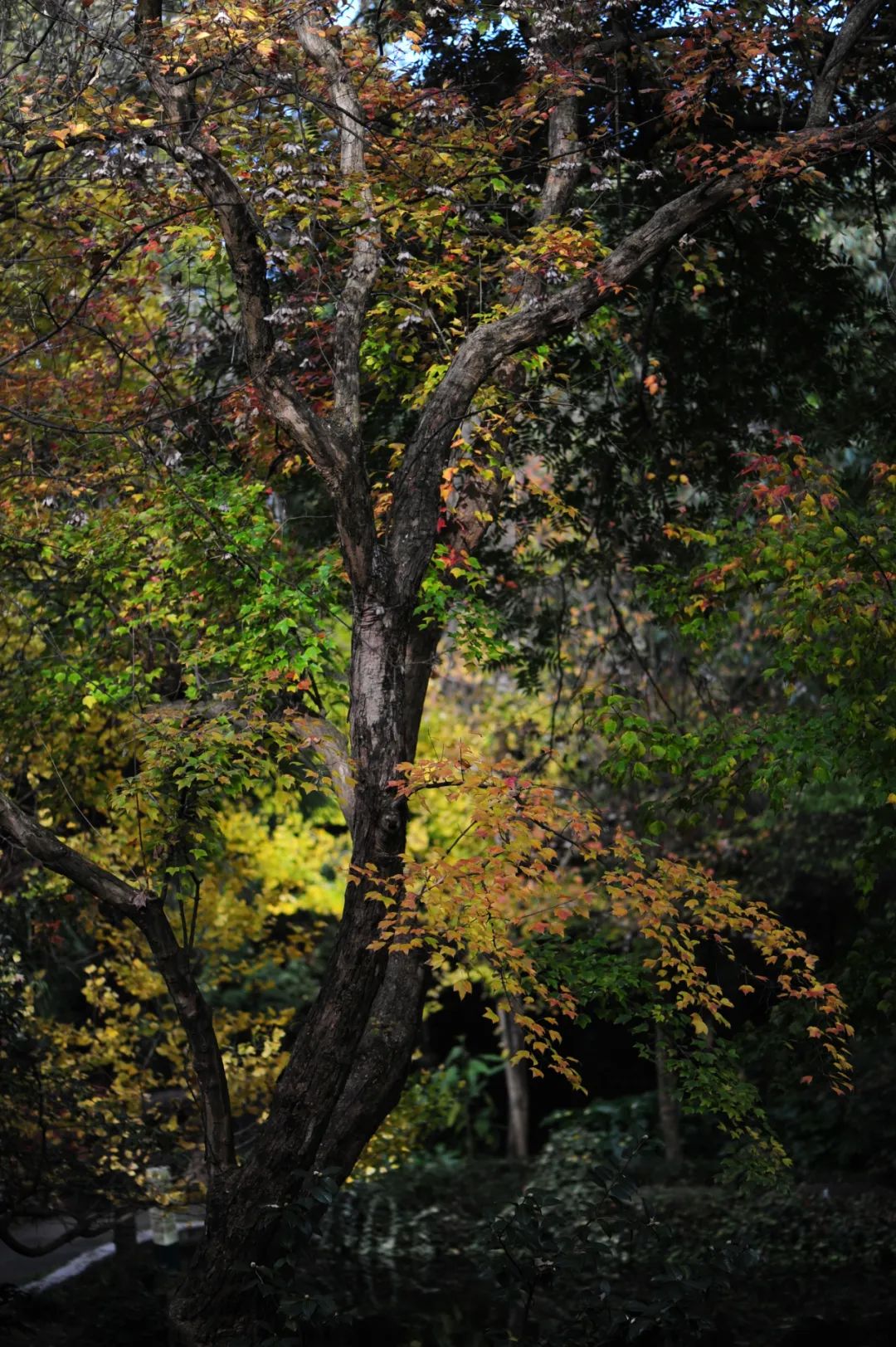 昆明市金殿名胜区