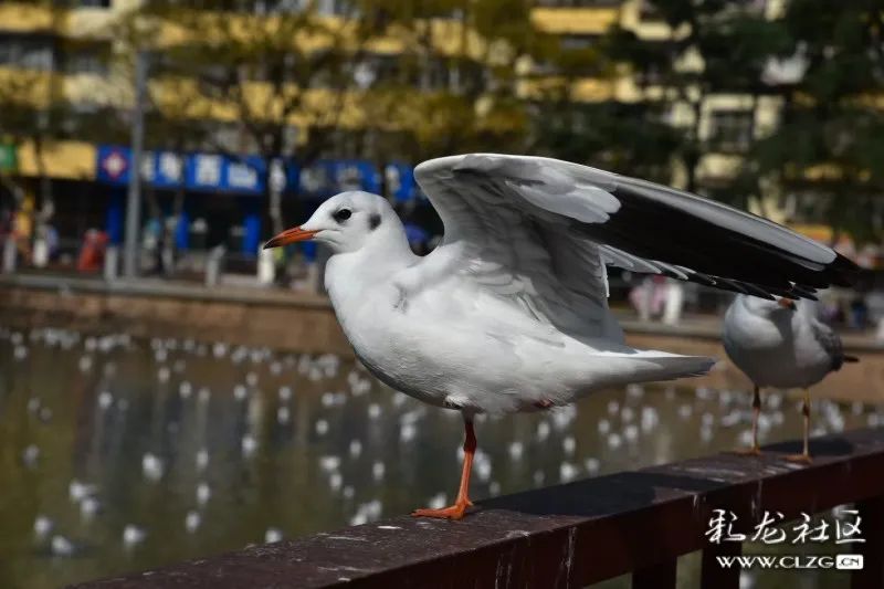 昆明信息港/cnkmxxg