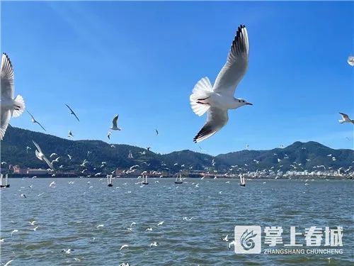 掌上春城