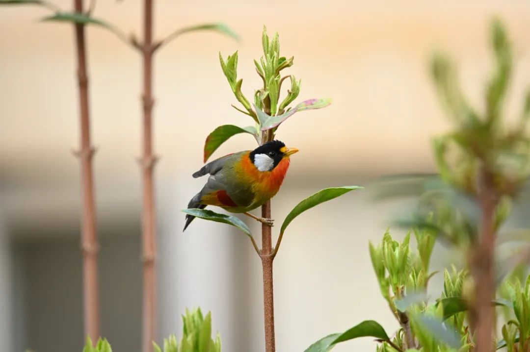 昆明市金殿名胜区