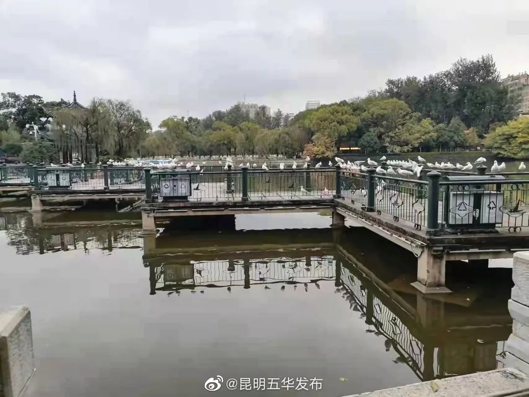 “昆明五华发布”微博