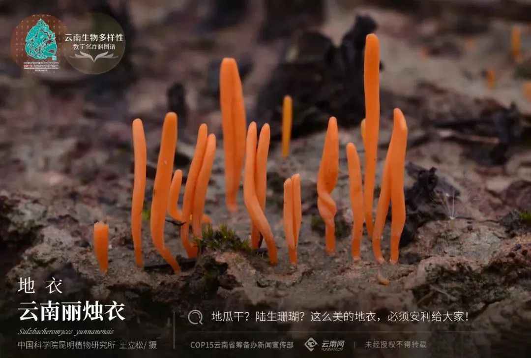 云南省人民政府网