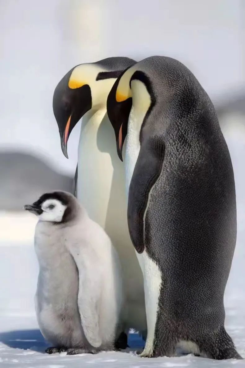 云南野生动物园(微信)