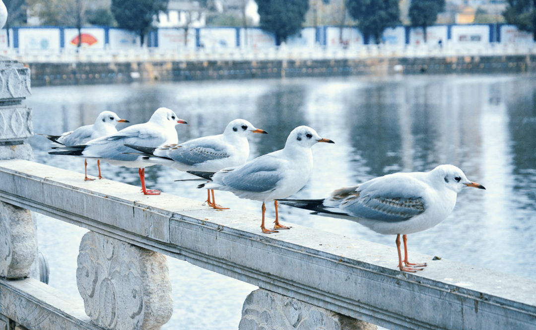 昆明滇池国家旅游度假区管理委员会(微信)
