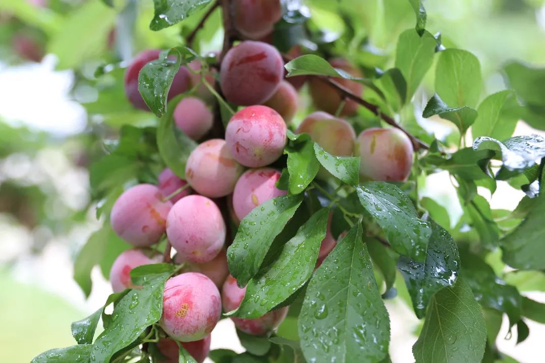 宜良检察(微信)