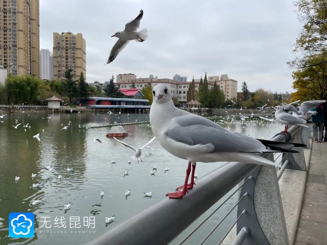昆明发布
