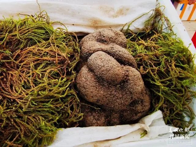 昆明市农业农村局