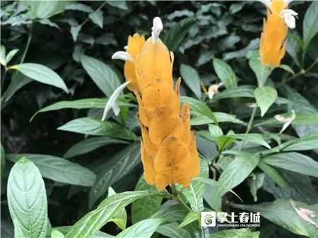 掌上春城