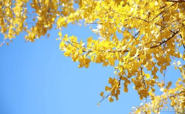 “昆明市西山区发布”微博