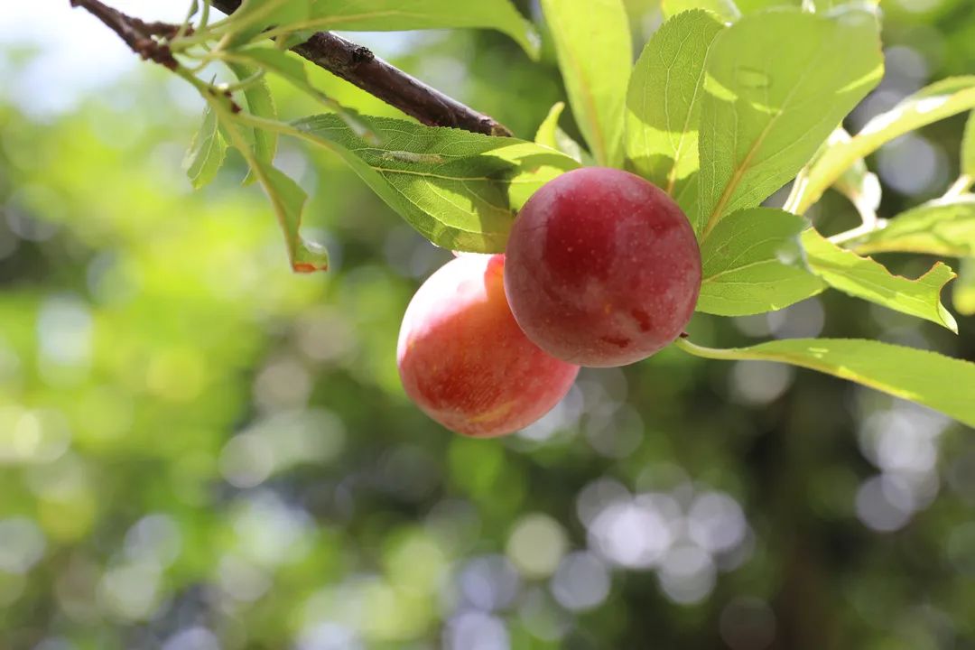 宜良检察(微信)