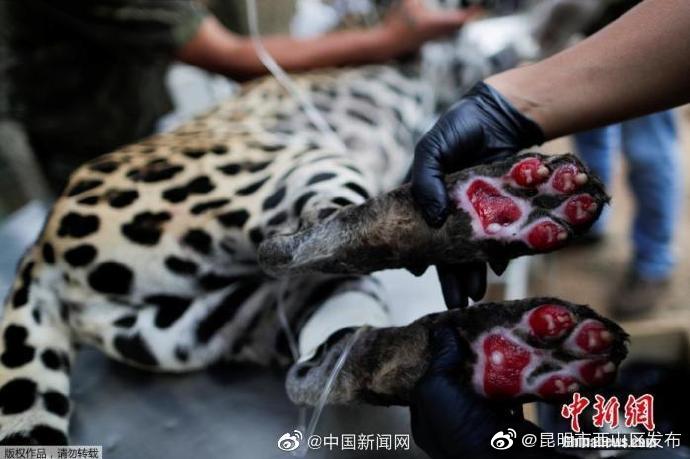“昆明市西山区发布”微博