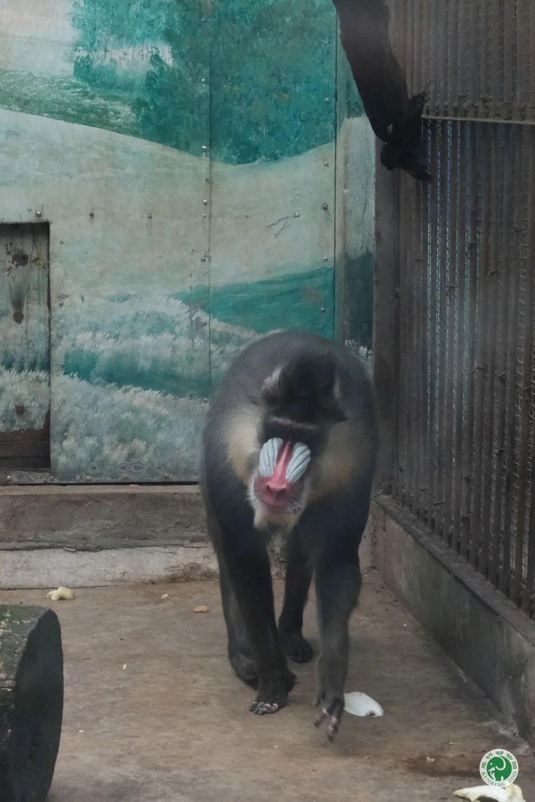 昆明动物园