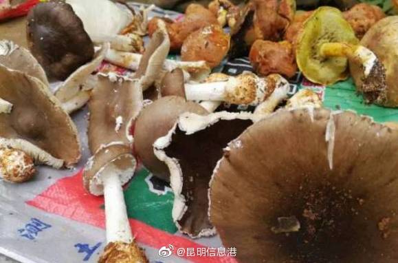 昆明信息港