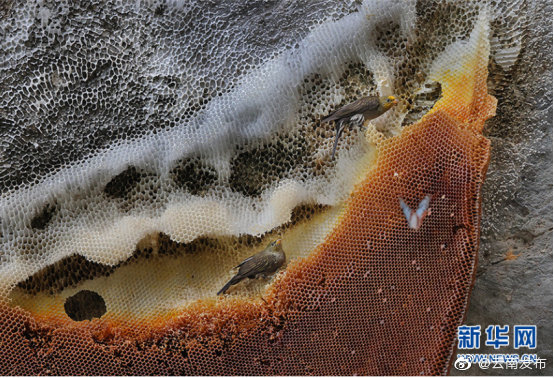 “云南发布”微博