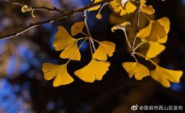 “昆明市西山区发布”微博