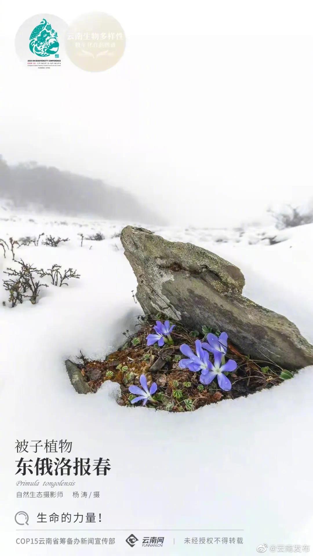 云南生物多样性数字化百科图谱 | 东俄洛报春：生命的力量！