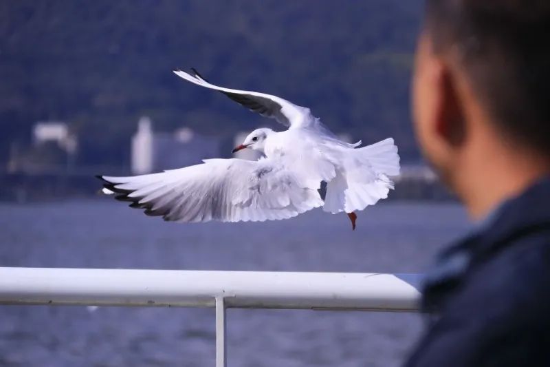 昆明滇池国家旅游度假区管理委员会(微信)