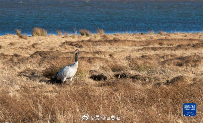 昆明信息港