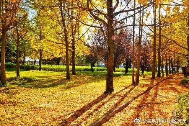 “昆明市西山区发布”微博