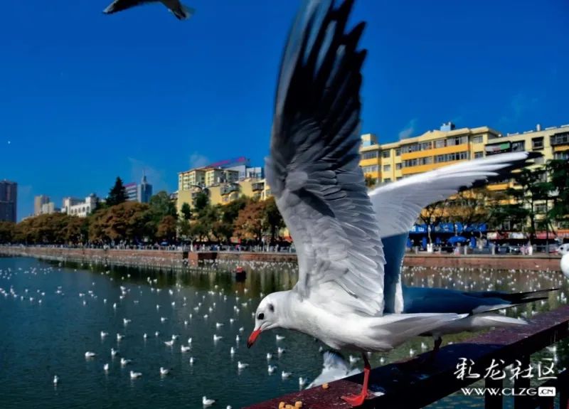 昆明信息港/cnkmxxg