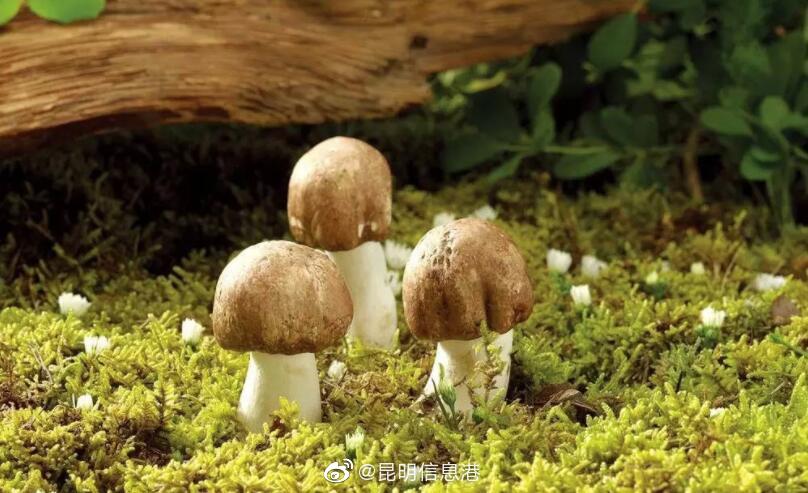 昆明信息港