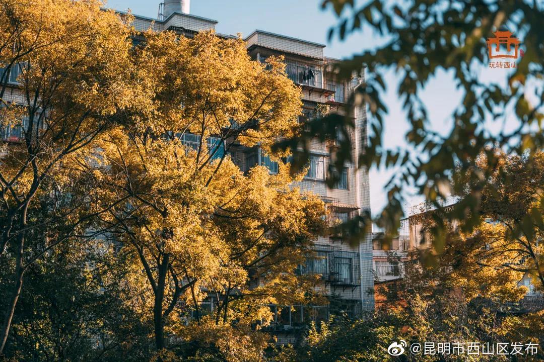 “昆明市西山区发布”微博