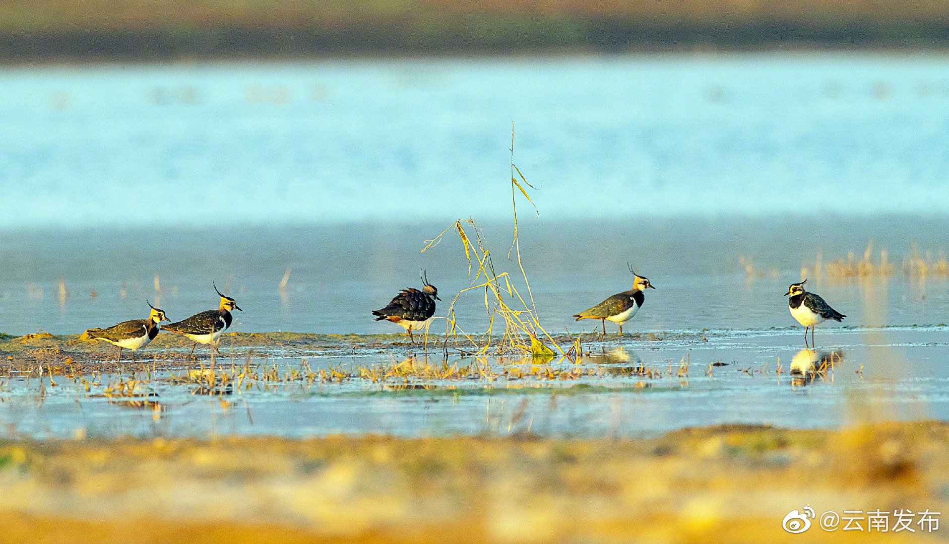 “云南发布”微博