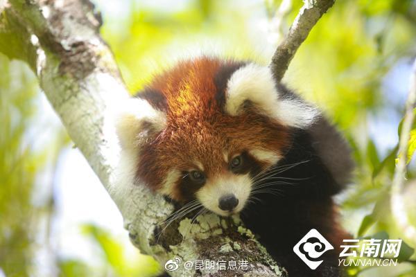 昆明信息港