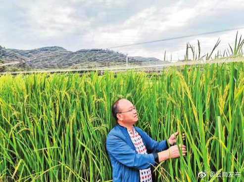 云南省巨人稻新品种选育种植成功亩产达600公斤