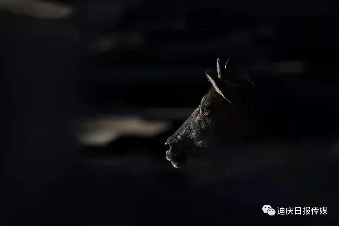 迪庆日报传媒(微信)