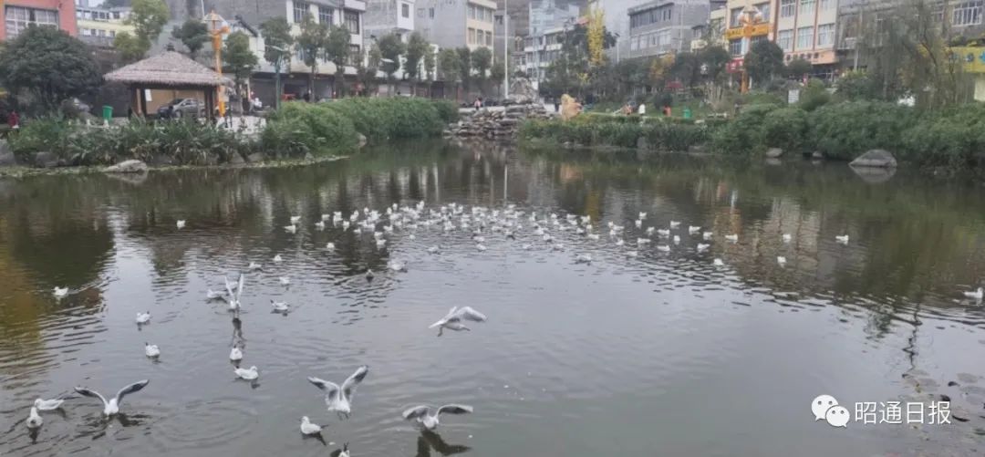昭通日报