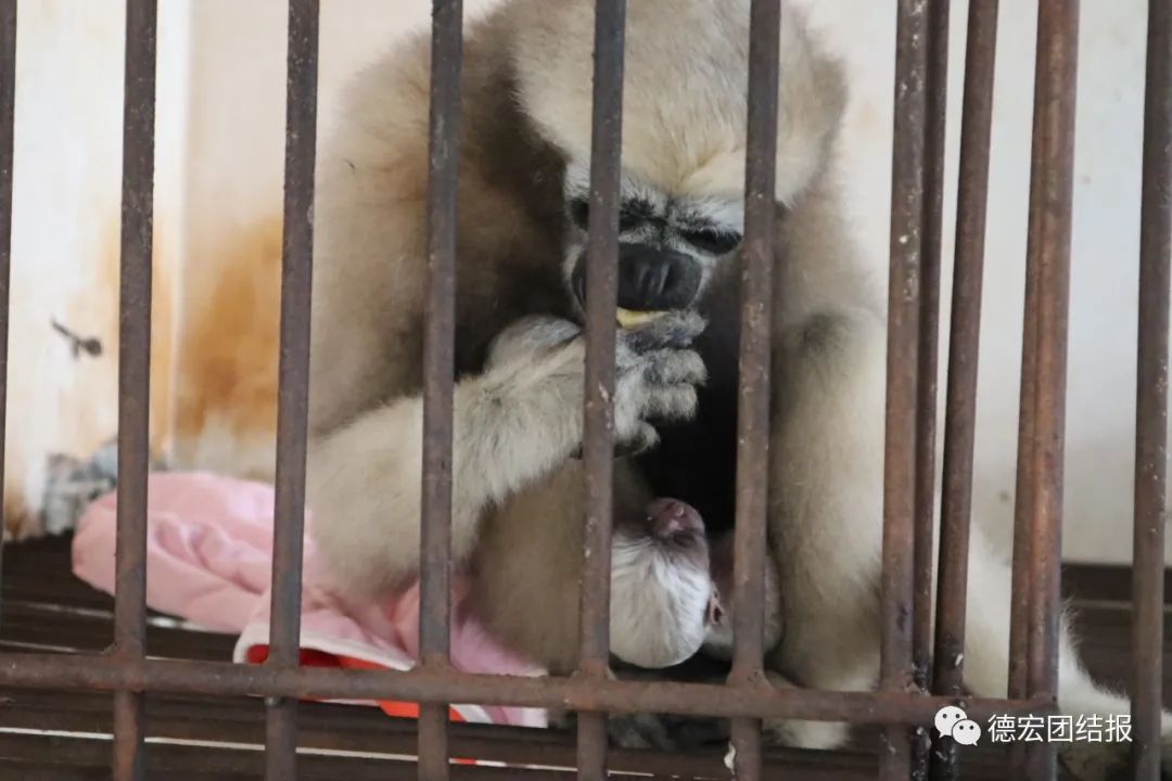 德宏团结报
