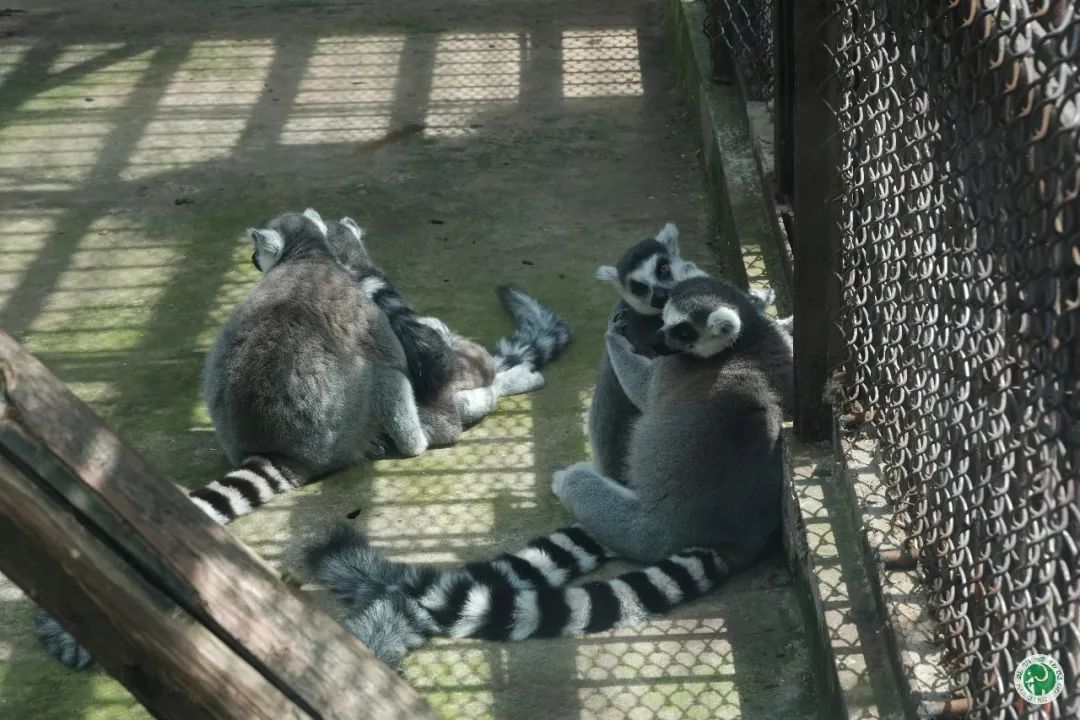 昆明动物园
