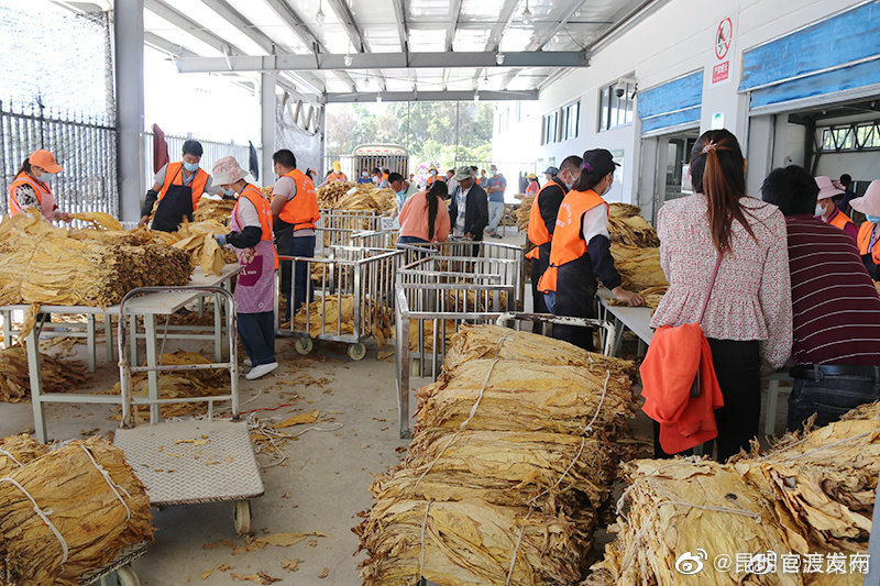 云南省累计收购烤烟1615.3万担