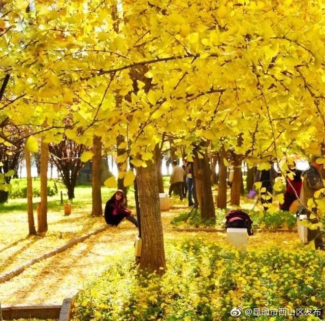 “昆明市西山区发布”微博