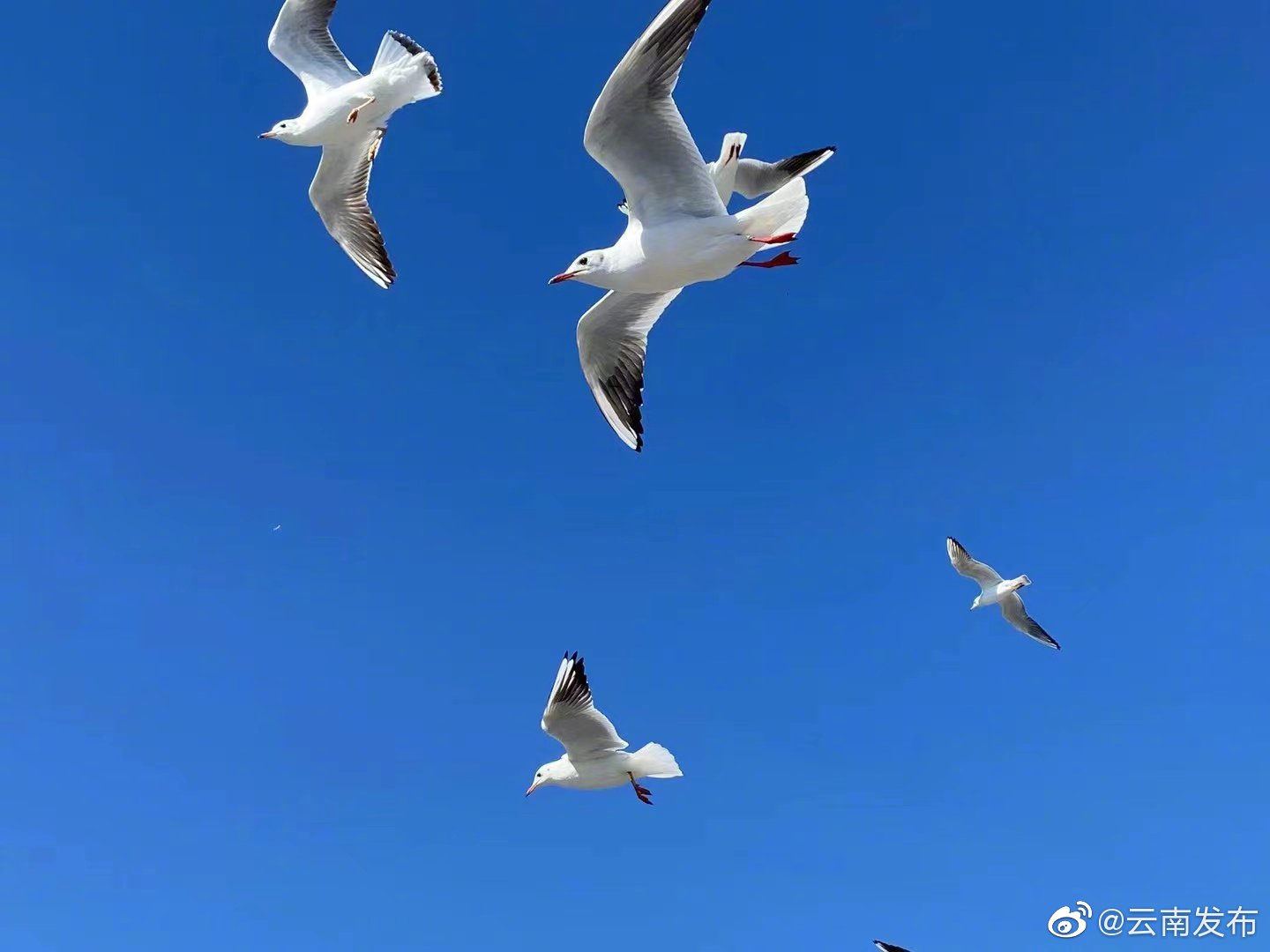 “云南发布”微博