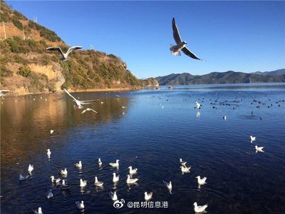 昆明信息港
