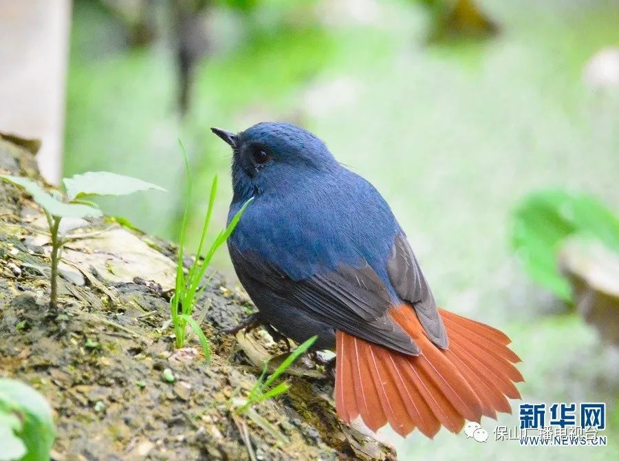 保山广播电视台(微信)