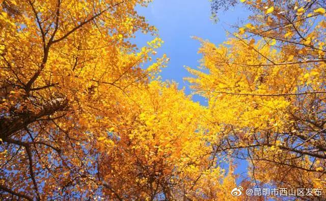 “昆明市西山区发布”微博