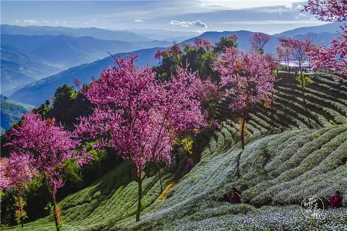 文旅云南(微信)