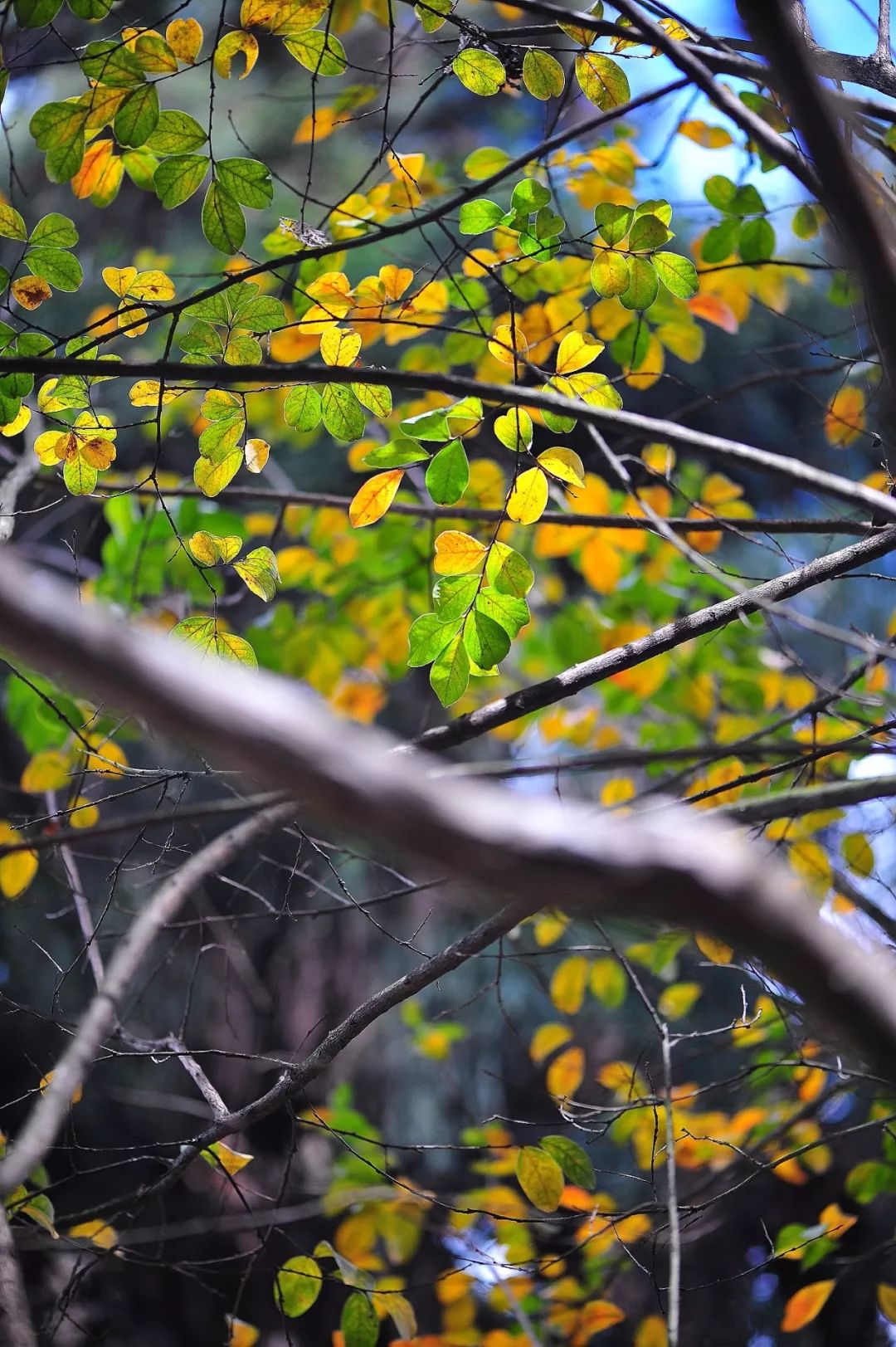 昆明市金殿名胜区