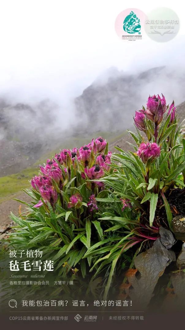 云南省人民政府网