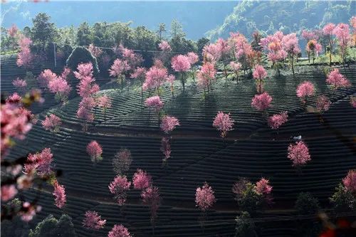 文旅云南(微信)